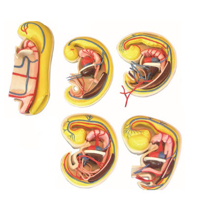 消化、呼吸、泌尿生殖、體腔的發生解剖示教模型 YJ/ZZ2017